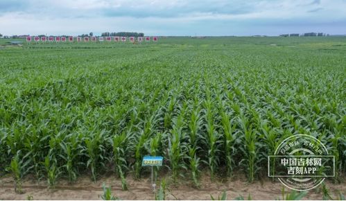 保衛黑土地 筑牢大糧倉丨百萬畝核心示范區 梨樹模式 之光