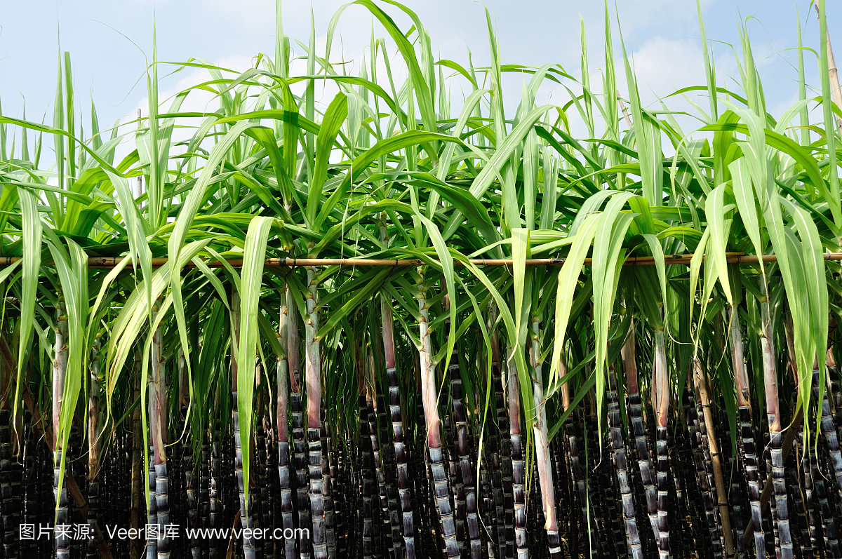 甘蔗和藍天